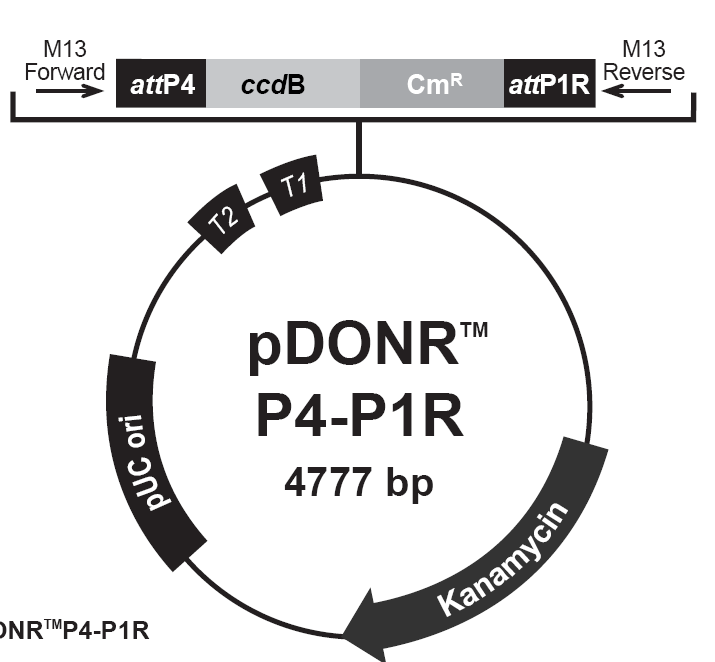 pDONR-P4P1R载体图谱